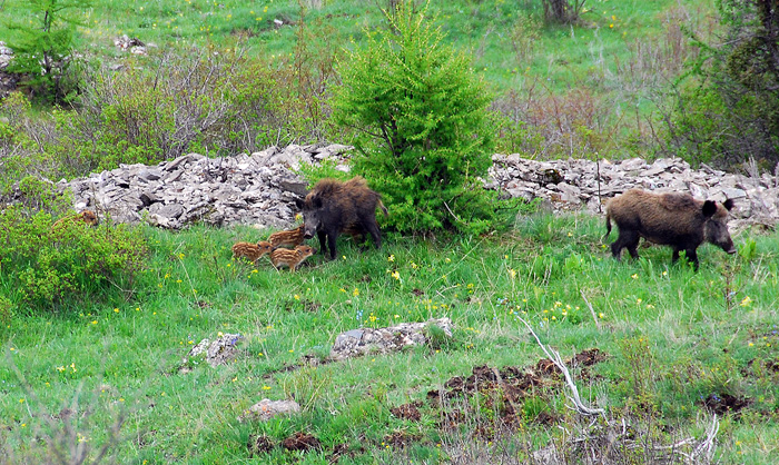 Cinghiale - Andalusia